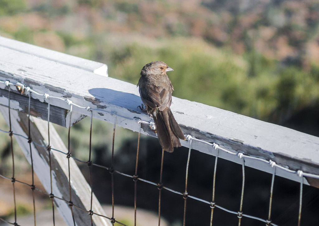 railing bird